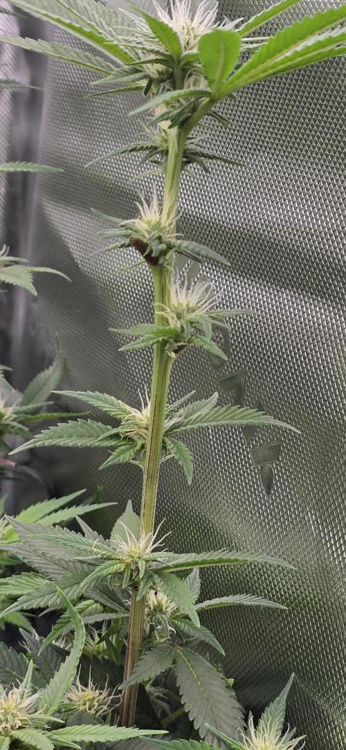 From seed. Week 14 - 1/30