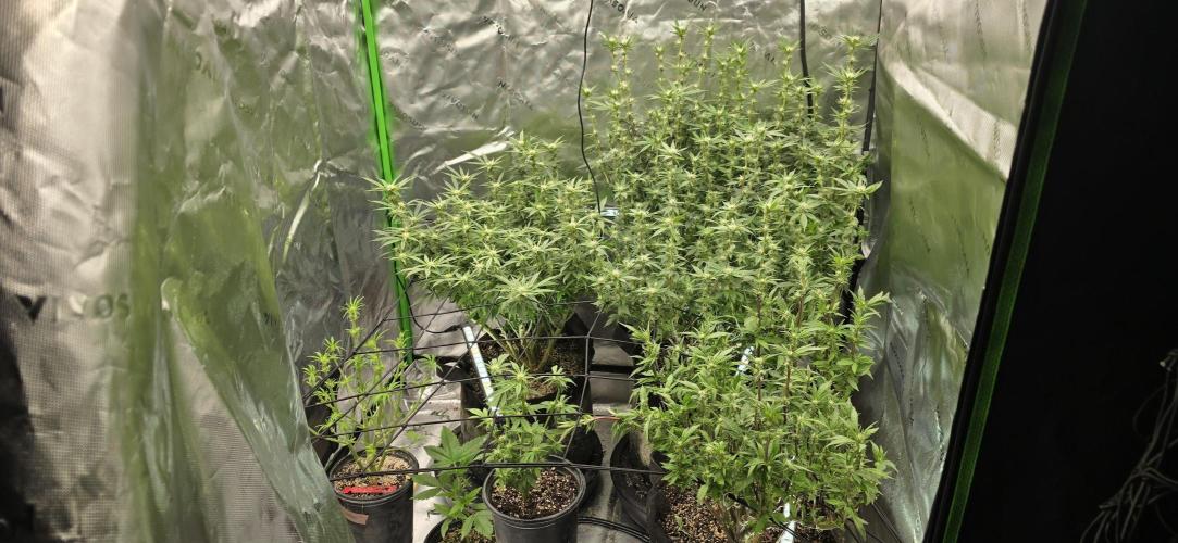 From seed. Week 14 - 1/31 am