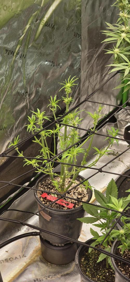 From seed. Week 14 - 1/31 am