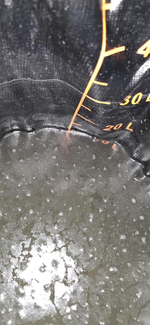 From seed. Week 14 - 1/31 pm 