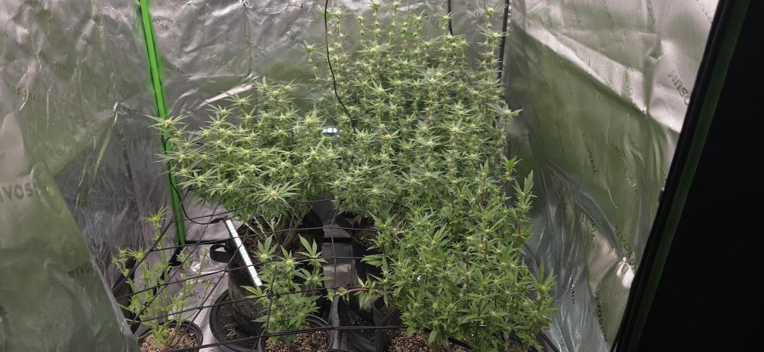 From seed. Week 14 - 1/31 pm