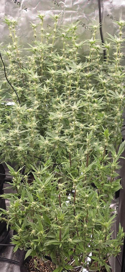 From seed. Week 14 - 1/31 pm