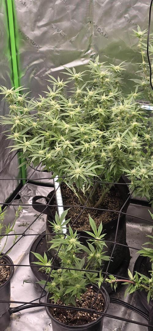 From seed. Week 14 - 1/31 pm