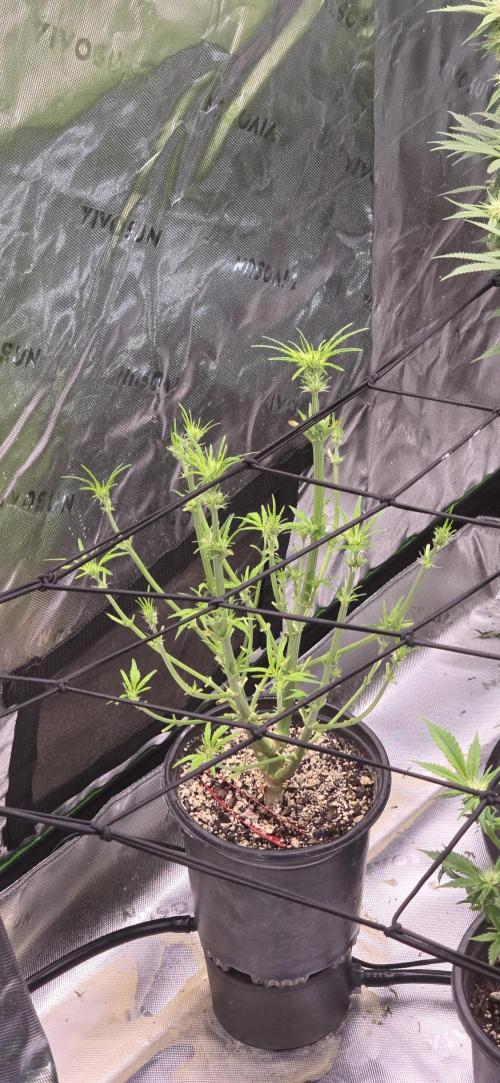 From seed. Week 14 - 1/31 pm