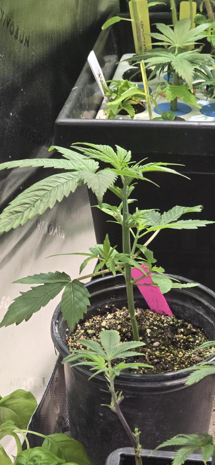 I c purple punch I pop. Week 5 - Took a few sunleaves off for space. 