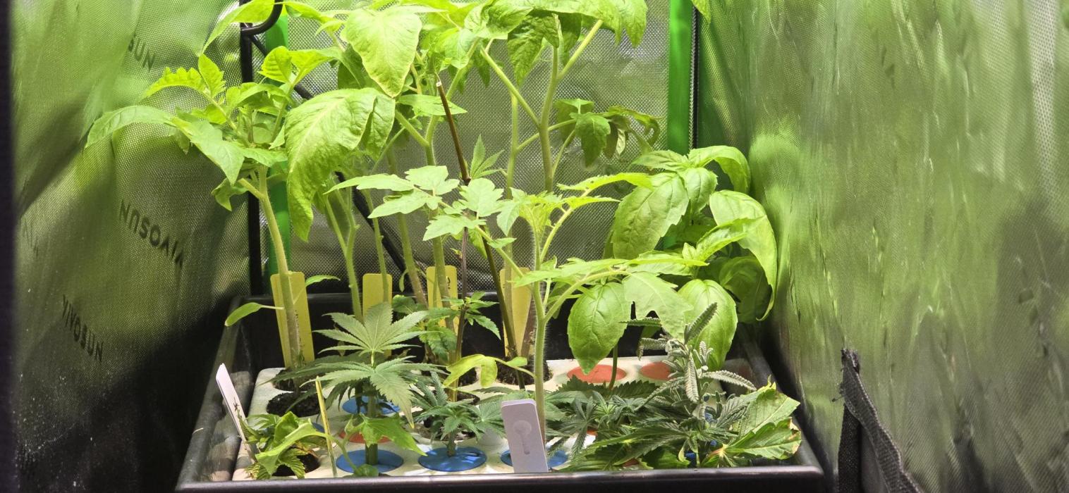 Dwc propagation and vegetation station. Week 4