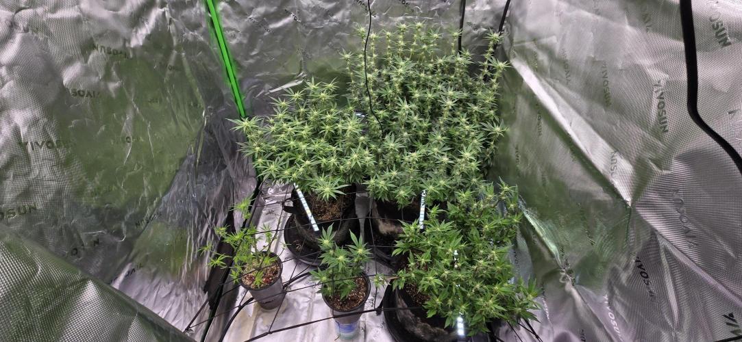 From seed. Week 15 - 2/1