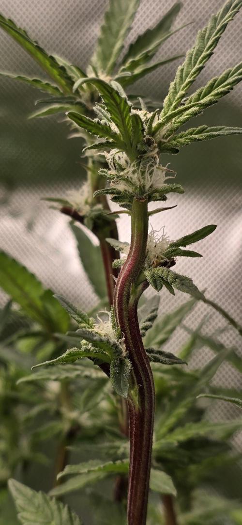 From seed. Week 15 - 2/1