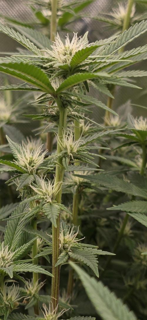 From seed. Week 15 - 2/1