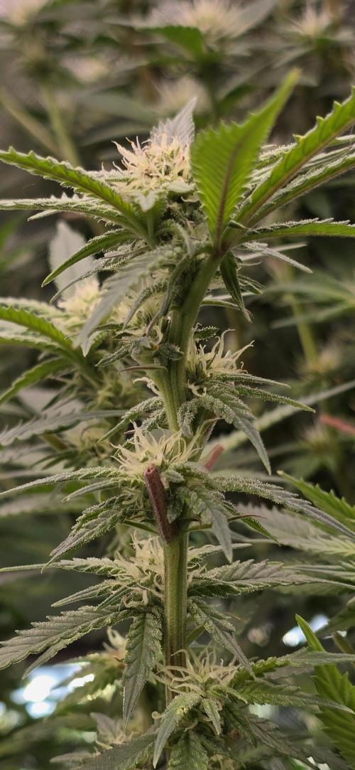 From seed. Week 15 - 2/1