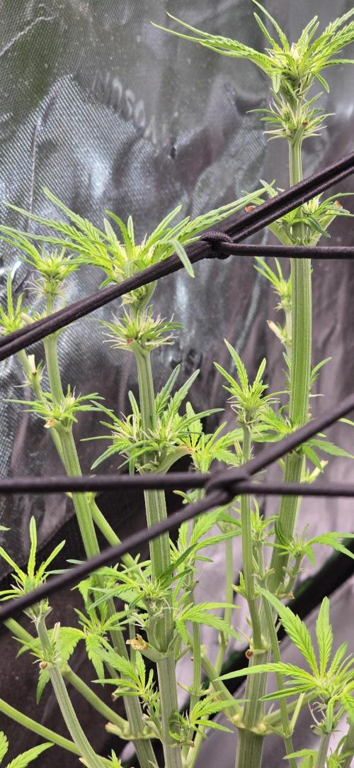 From seed. Week 15 - 2/1