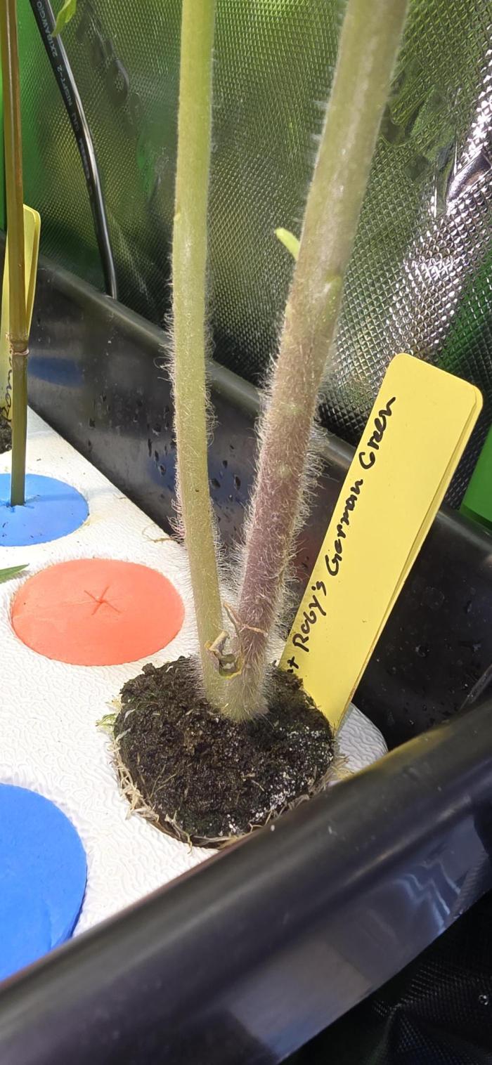 Dwc propagation and vegetation station. Week 5