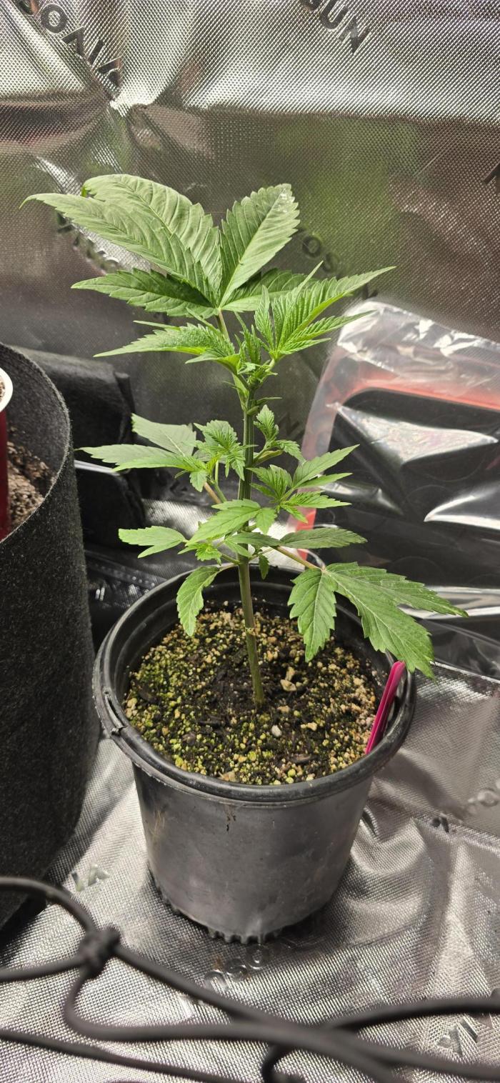 I c purple punch I pop. Week 6 - 2/1