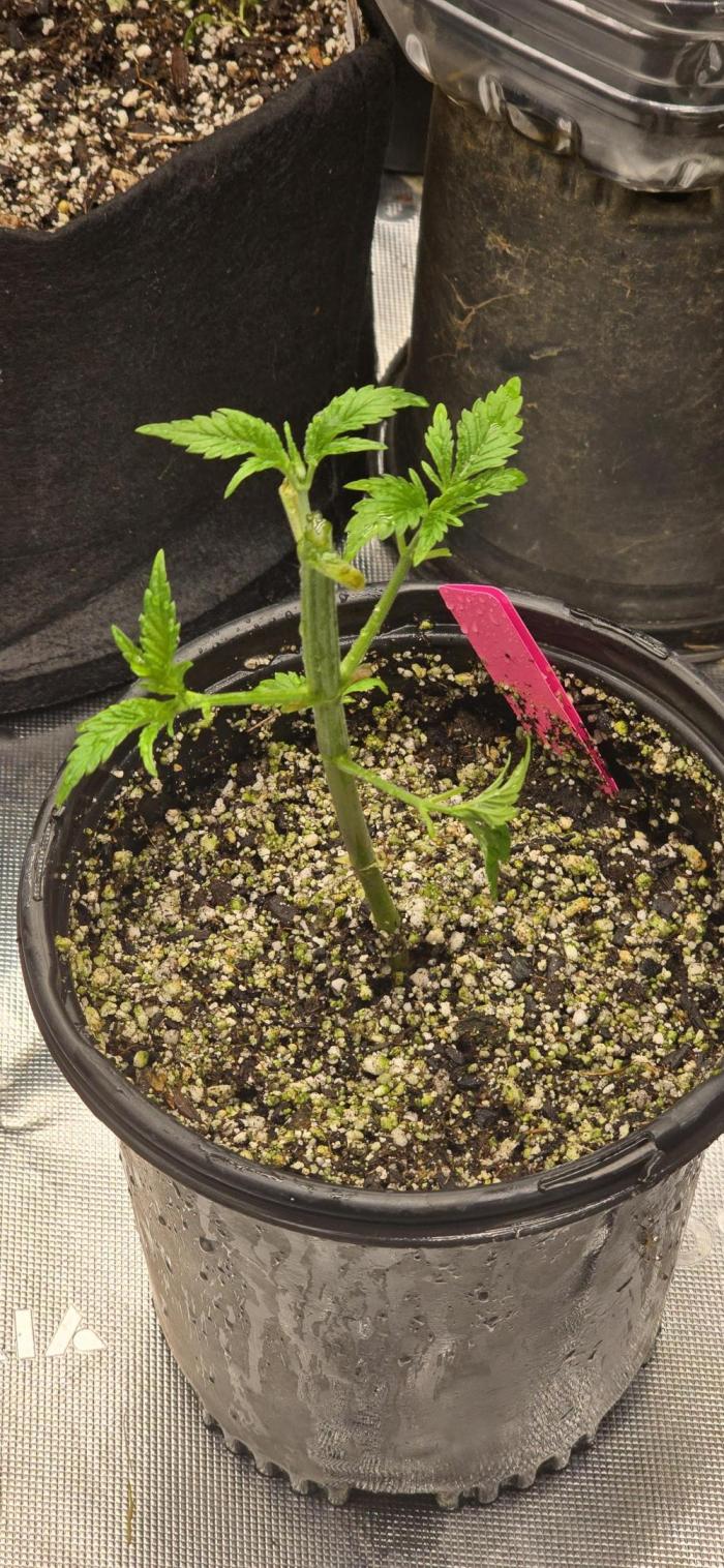 I c purple punch I pop. Week 7