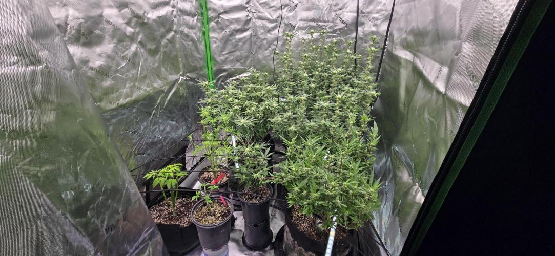 From seed. Week 15 - 2/2