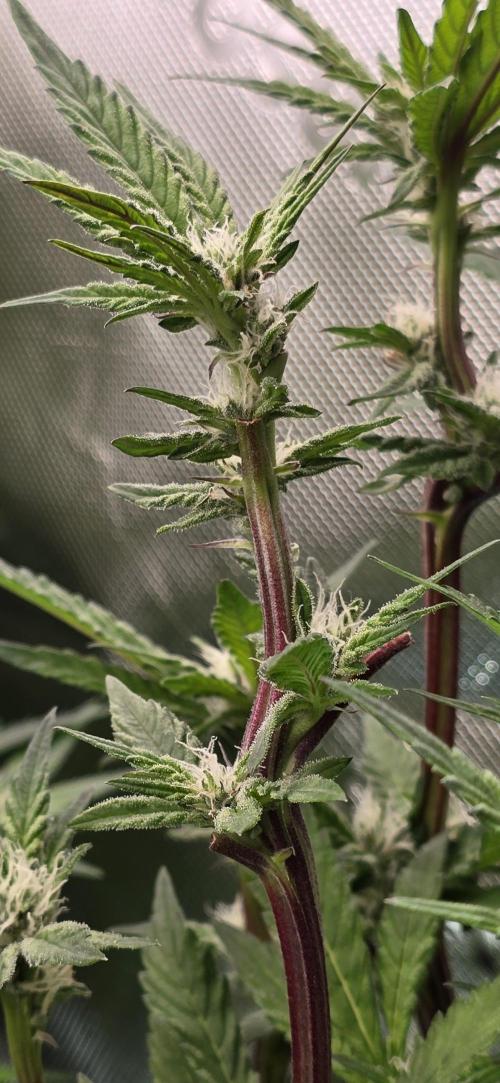 From seed. Week 15 - 2/2