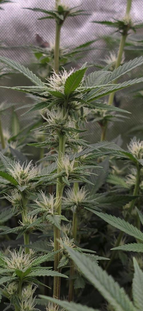 From seed. Week 15 - 2/2