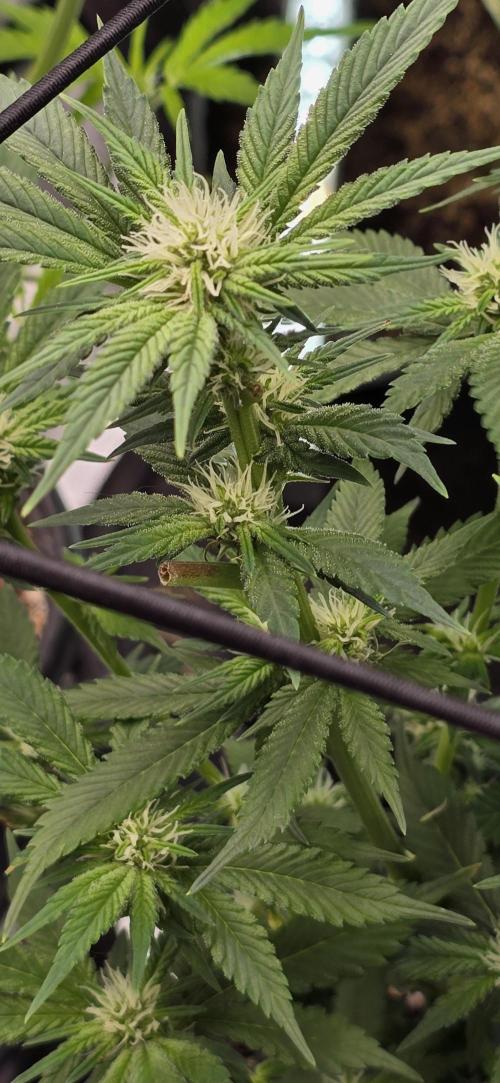 From seed. Week 15 - 2/2