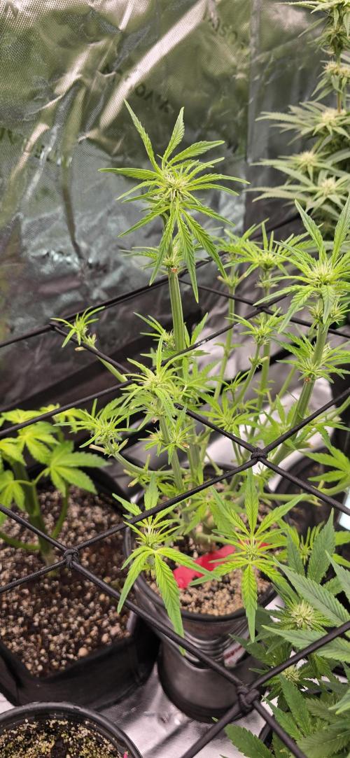 From seed. Week 15 - 2/2