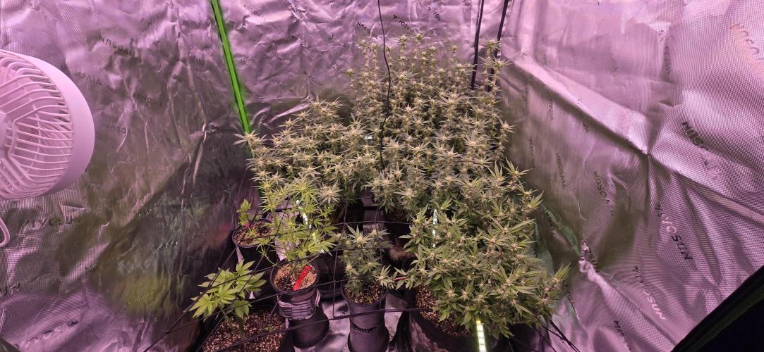 From seed. Week 15 - 2/4