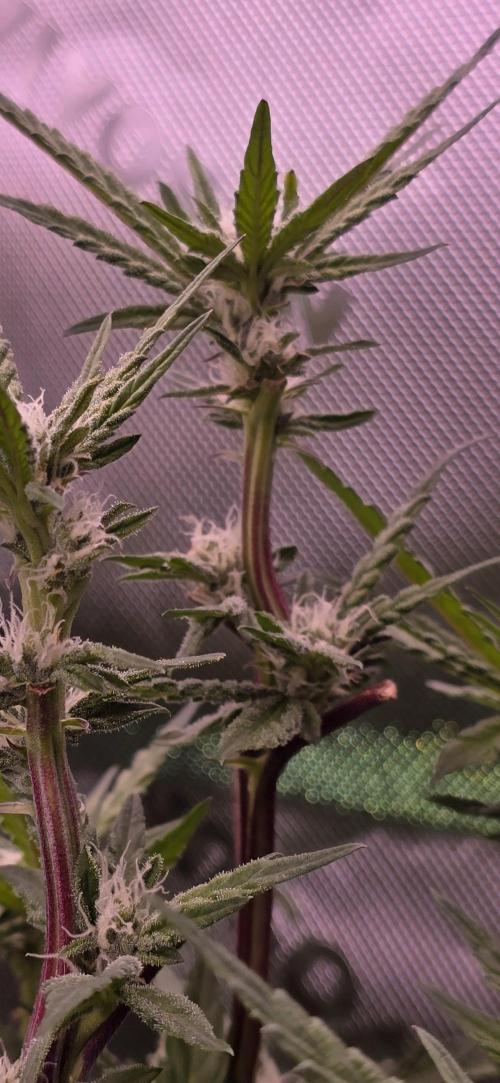 From seed. Week 15 - 2/4