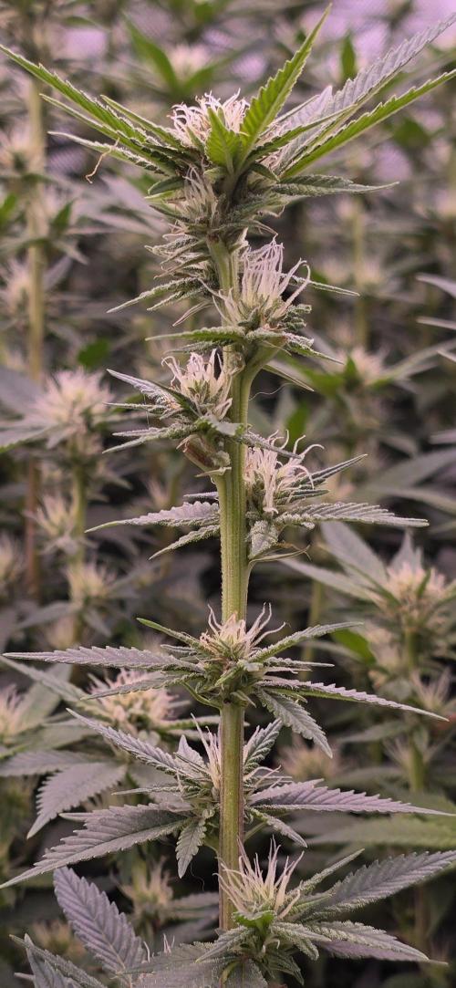 From seed. Week 15 - 2/4