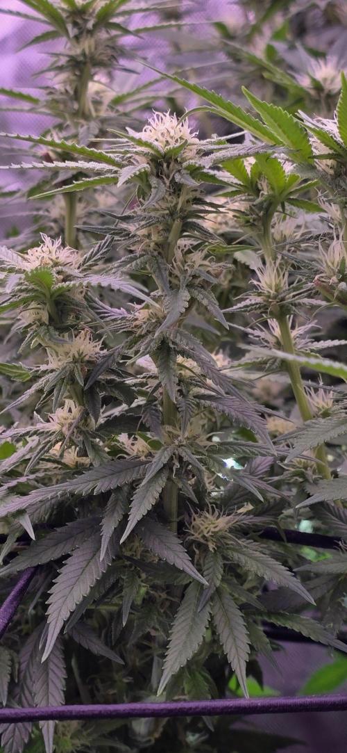 From seed. Week 15 - 2/4