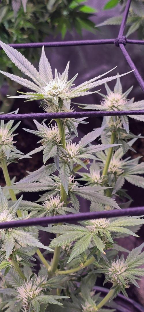 From seed. Week 15 - 2/4