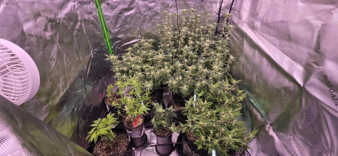 From seed. Week 15 - 2/4