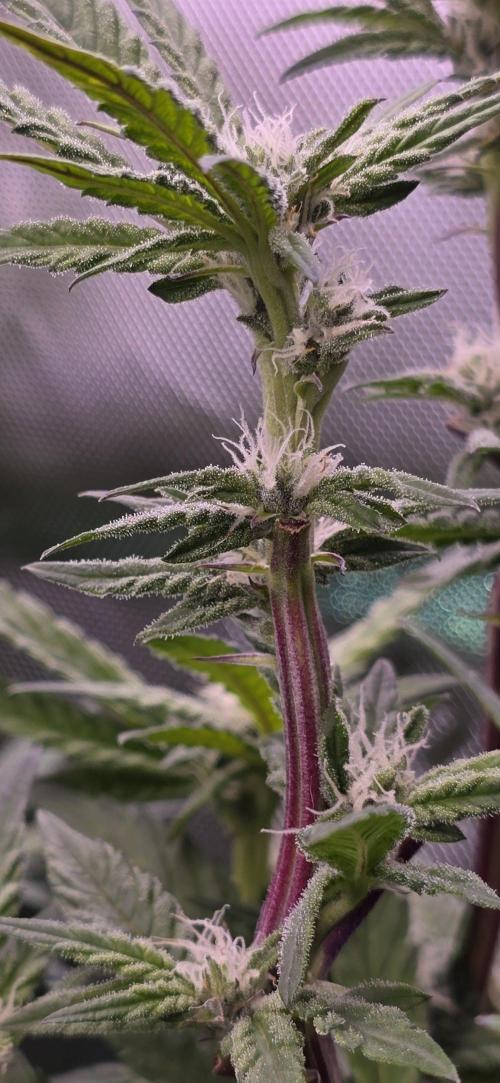 From seed. Week 15 - 2/4