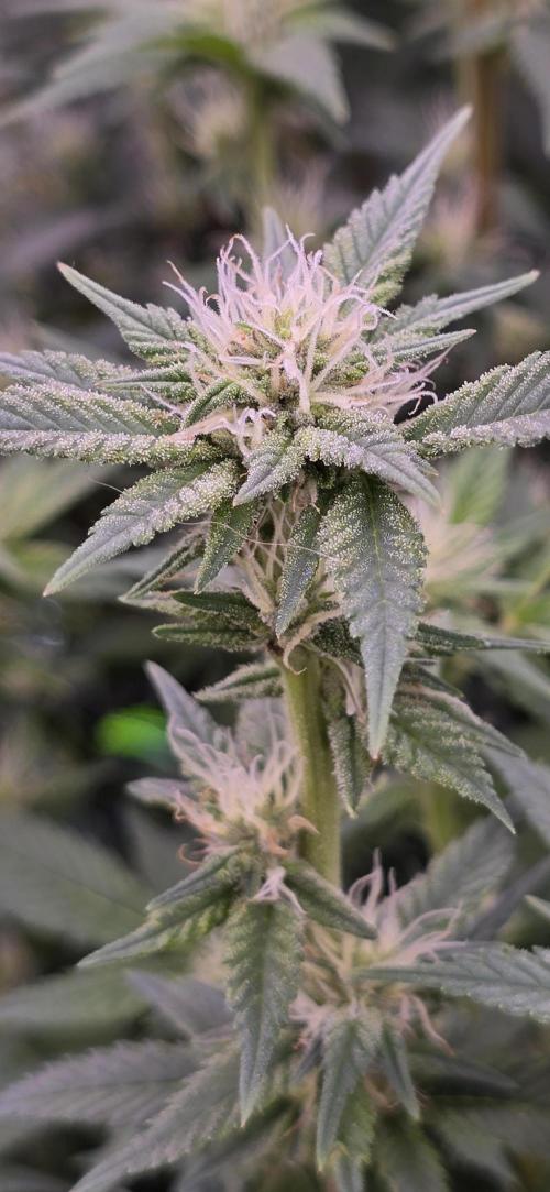 From seed. Week 15 - 2/4