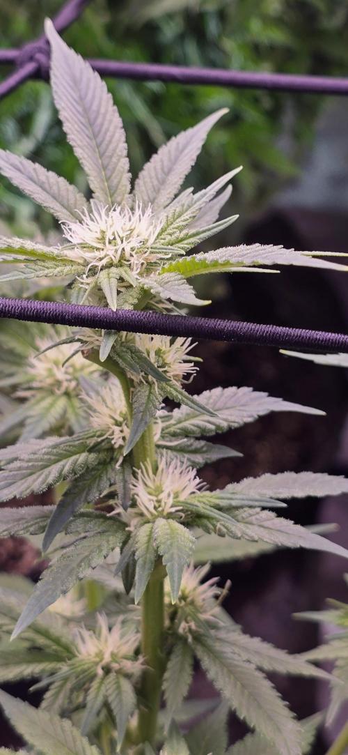 From seed. Week 15 - 2/4