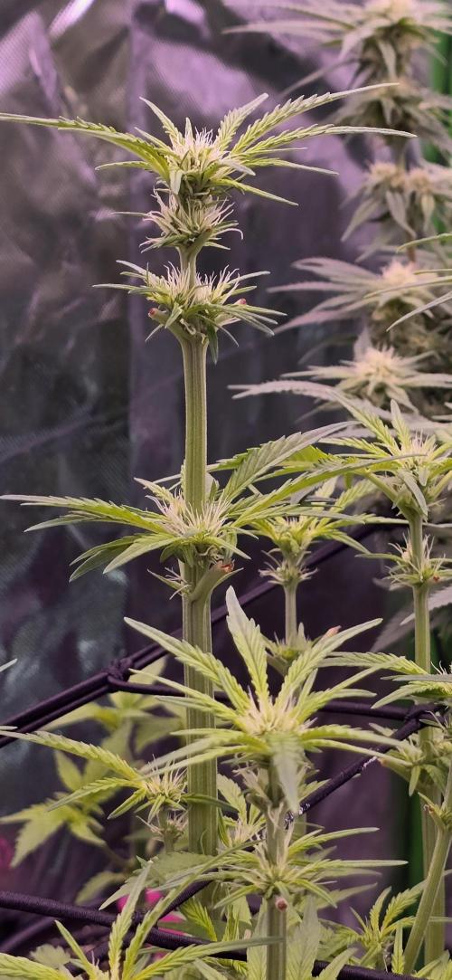 From seed. Week 15 - 2/4