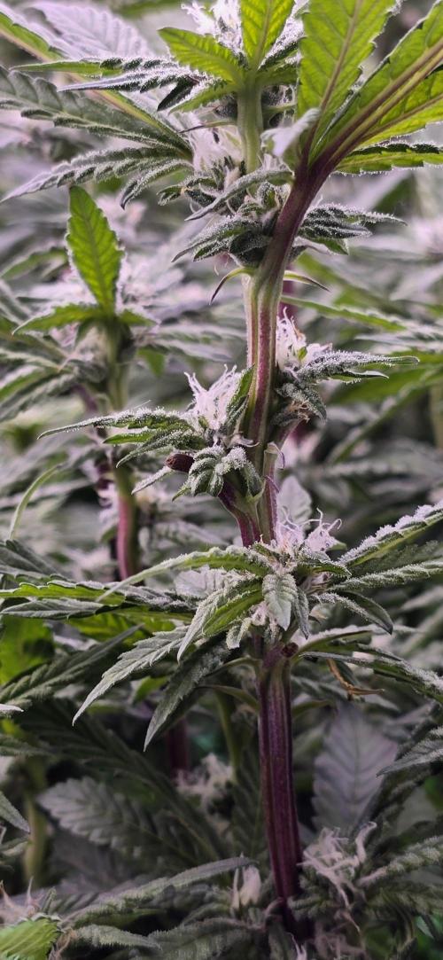 From seed. Week 15 - 2/6