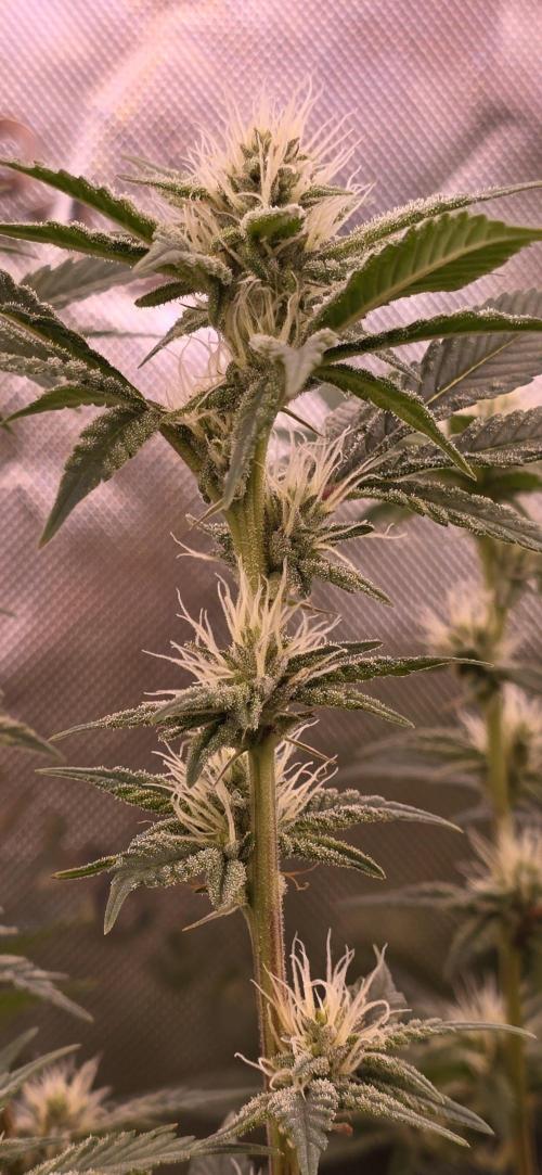 From seed. Week 15 - 2/6