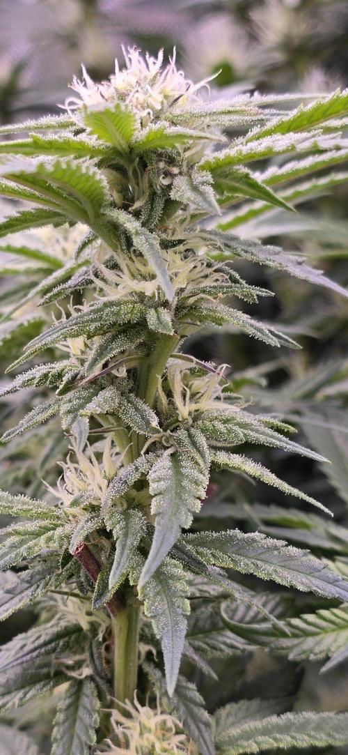 From seed. Week 15 - 2/6