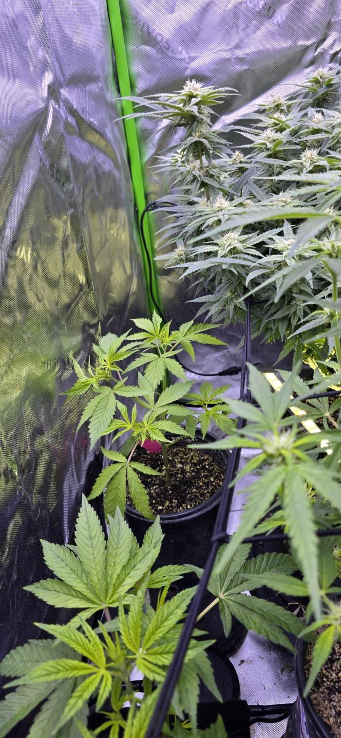 I c purple punch I pop. Week 8