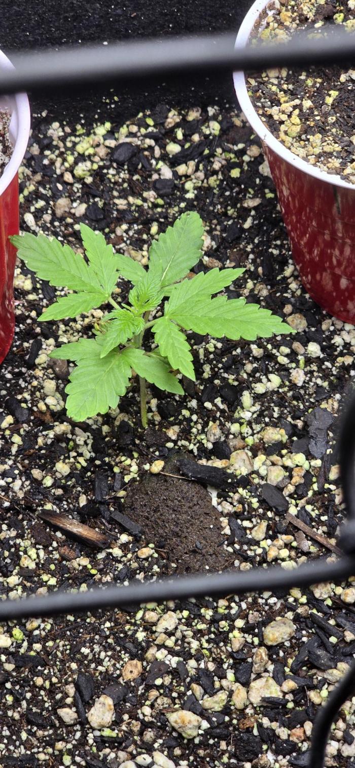 Auto test. Week 3 - 2/8