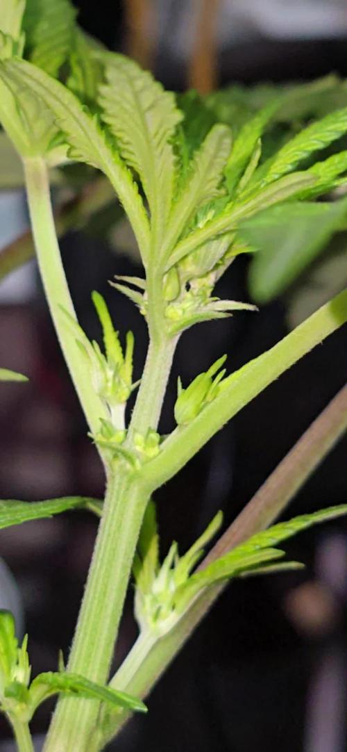 Gg4(s1) MALE
