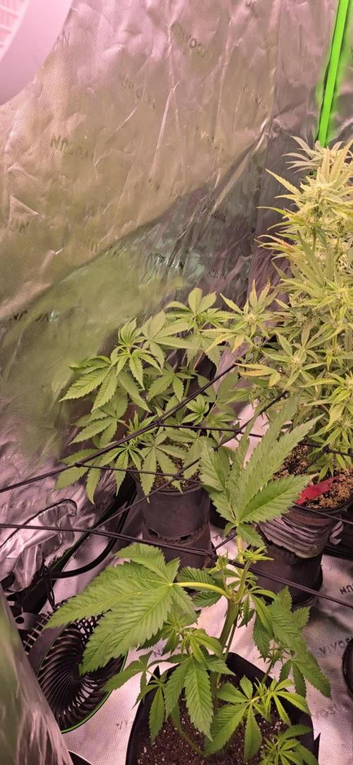 I c purple punch I pop