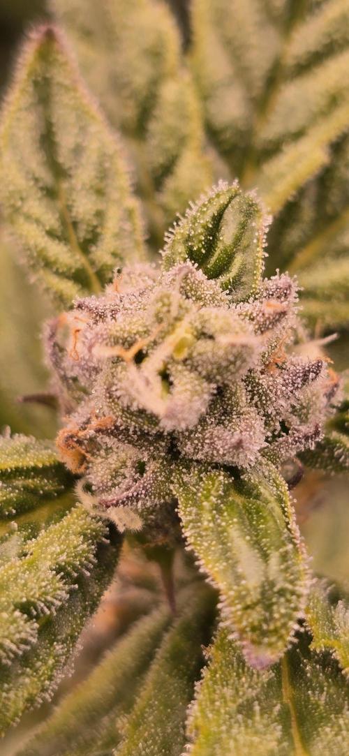 From seed. Week 16 - 2/11 Kush mintz tetracot 