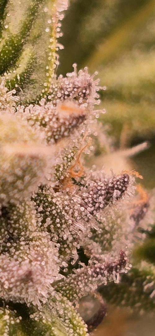 From seed. Week 16 - 2/11 Kush mintz tetracot