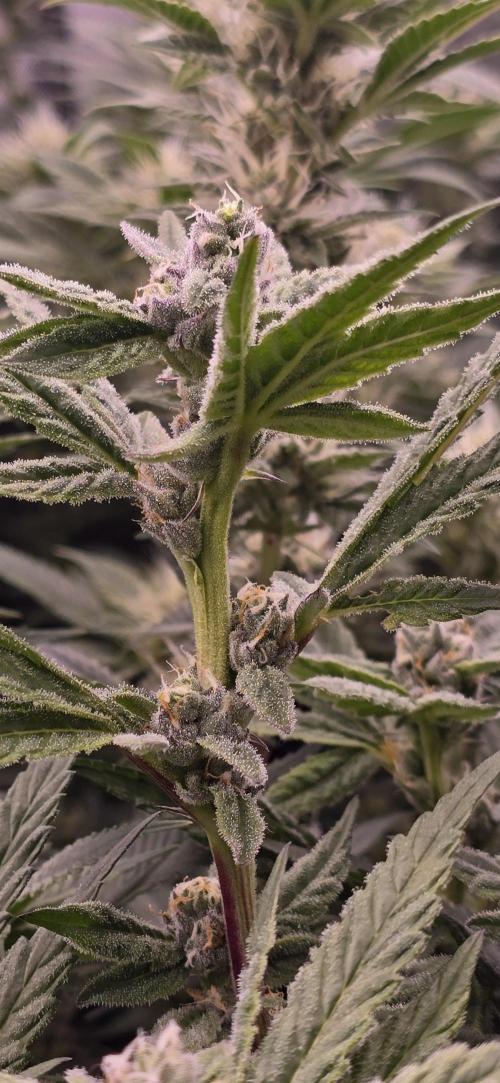 From seed. Week 16 - 2/13