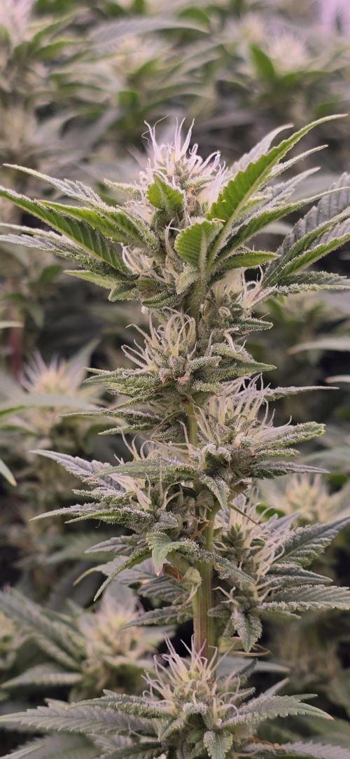 From seed. Week 16 - 2/13