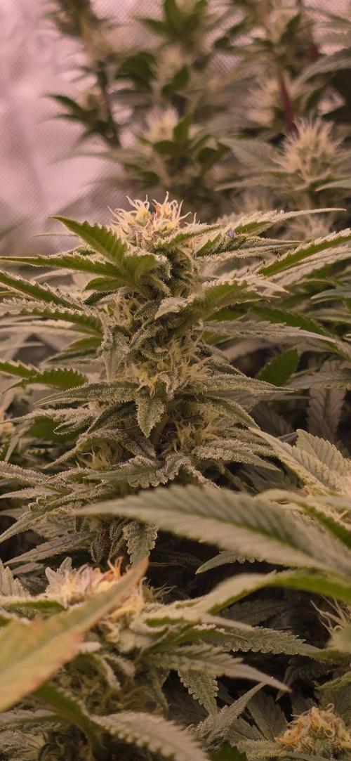 From seed. Week 16 - 2/13