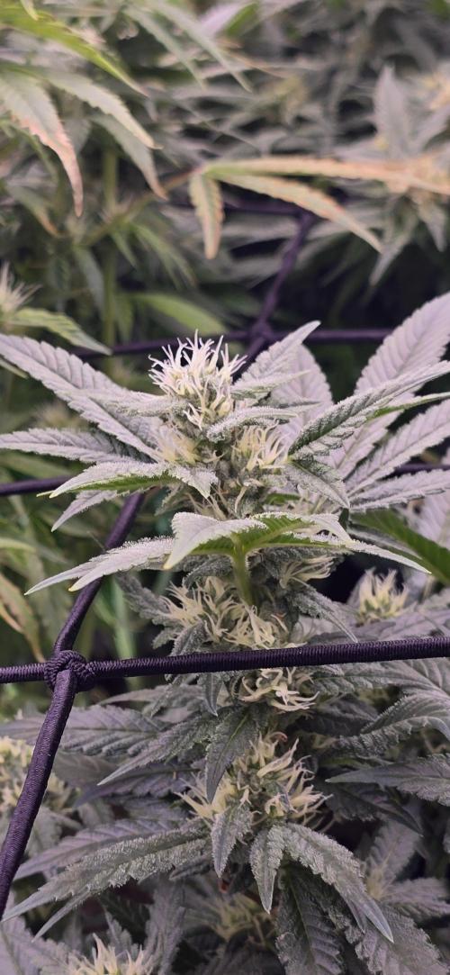 From seed. Week 16 - 2/13