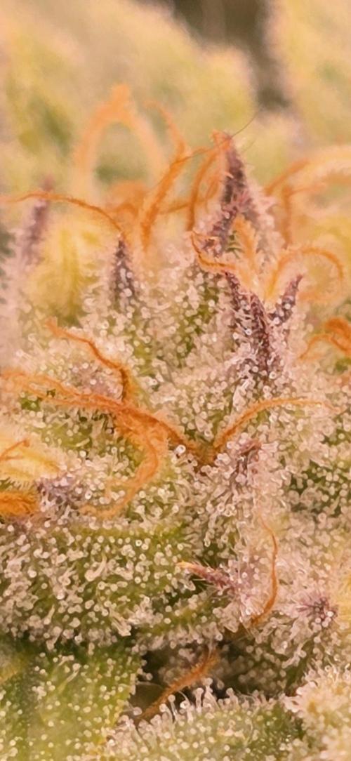 From seed. Week 17 - 2/16