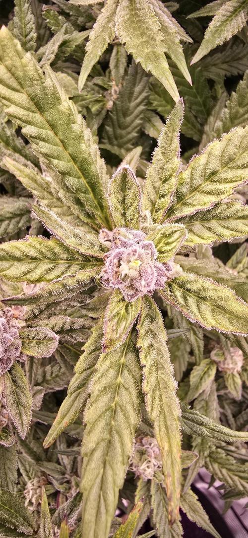 From seed. Week 17 - 2/18