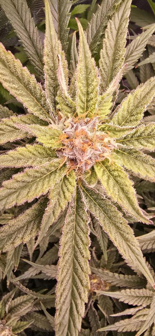 From seed. Week 17 - 2/18