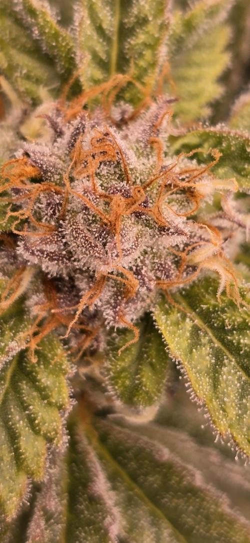 From seed. Week 17 - 2/18